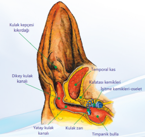 bakim1